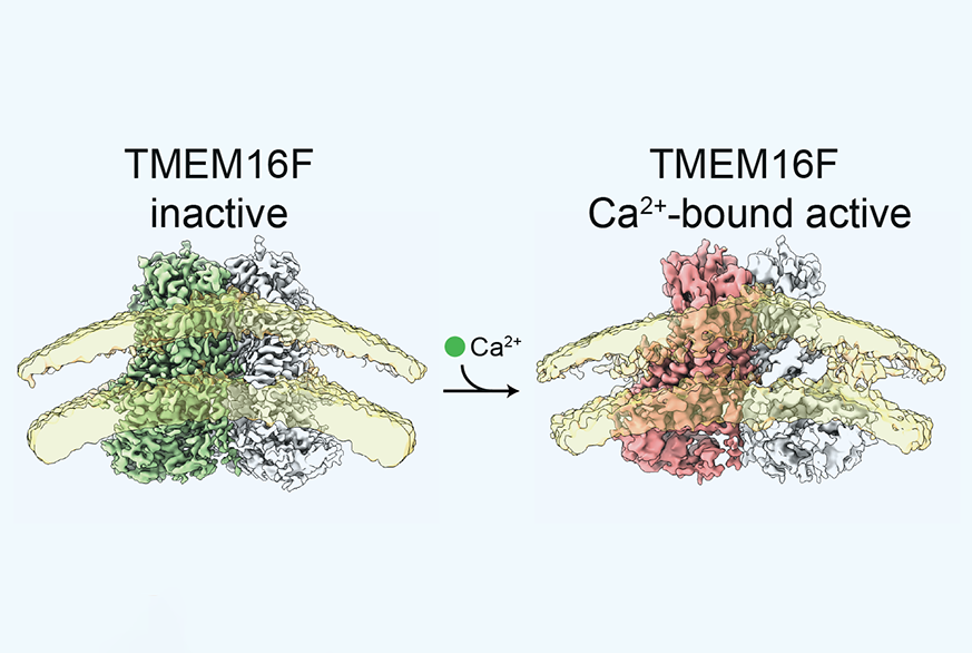 illustration of TMEM16F protein in closed and open conformations