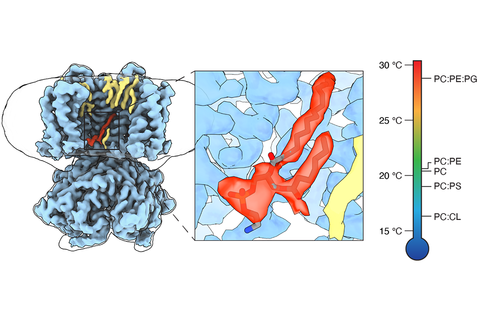 density map, close up and thermometer showing different cold sensitivities